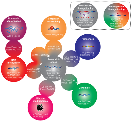 PPPublishing's tweet photo. How does a cell decide its own fate? Read more into this fascinating review by @SemrauLab and @Siliegia where they delve into a single-cell view of cell-type specification #BiochemSocTrans #openaccess https://t.co/PG8b5OdtaI https://t.co/fQrq726uZV