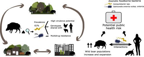 Zoonotic Campylobacter spp. and Salmonella spp. carried by wild boars in a metropolitan area: Occurrence, antimicrobial susceptibility and public health relevance #onehealth sciencedirect.com/science/articl…