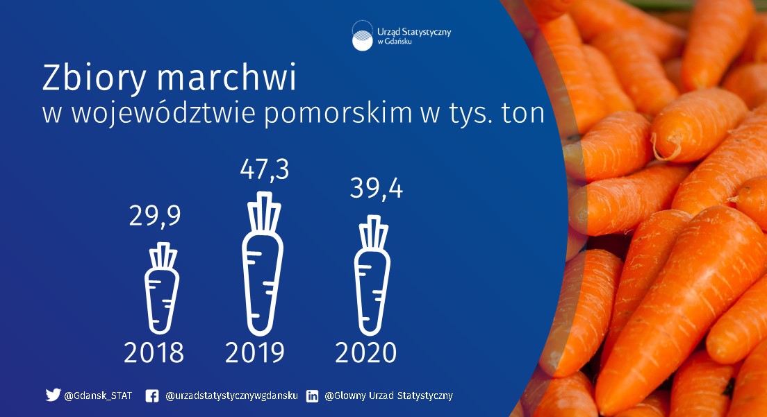 Gdansk_STAT's tweet image. Tradycje ciasta marchewkowego sięgają średniowiecza. Obecnie Polska przoduje w produkcji #marchew w całej UE. 🇪🇺
Sprawdź jak kształtuje się jej uprawa w #pomorskie: bit.ly/3L64tgp 
Dzisiaj obchodzimy Dzień Ciasta Marchewkowego.   🥕

@gdansk @MiastoGdynia @PODR_pl