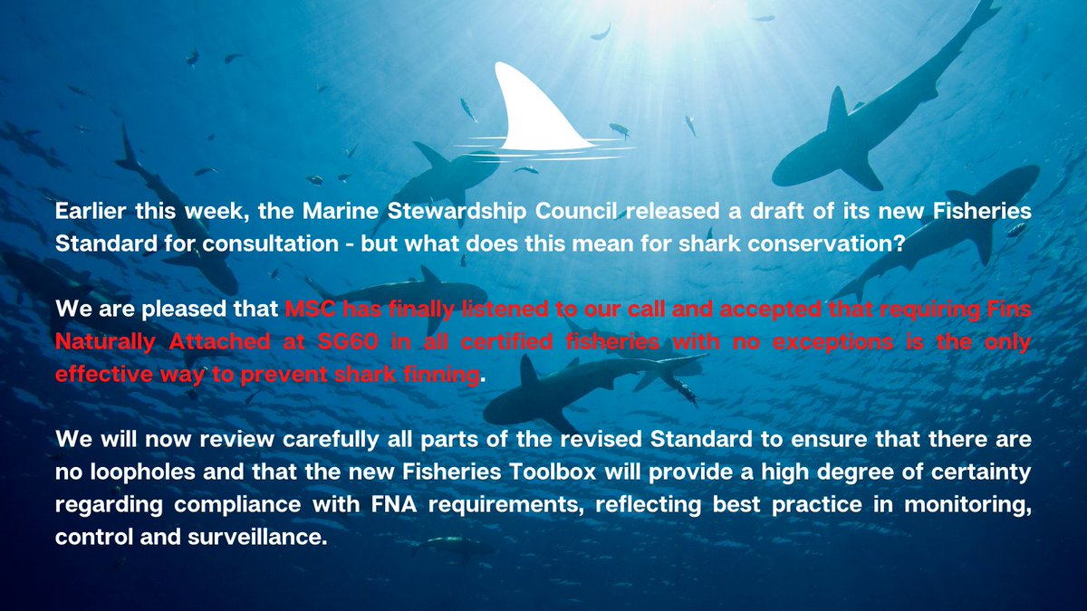 FinFreeMSC's tweet photo. A new @MSCecolabel Standard has been released, but what does it mean for shark conservation? https://t.co/FmsSV9fd9q