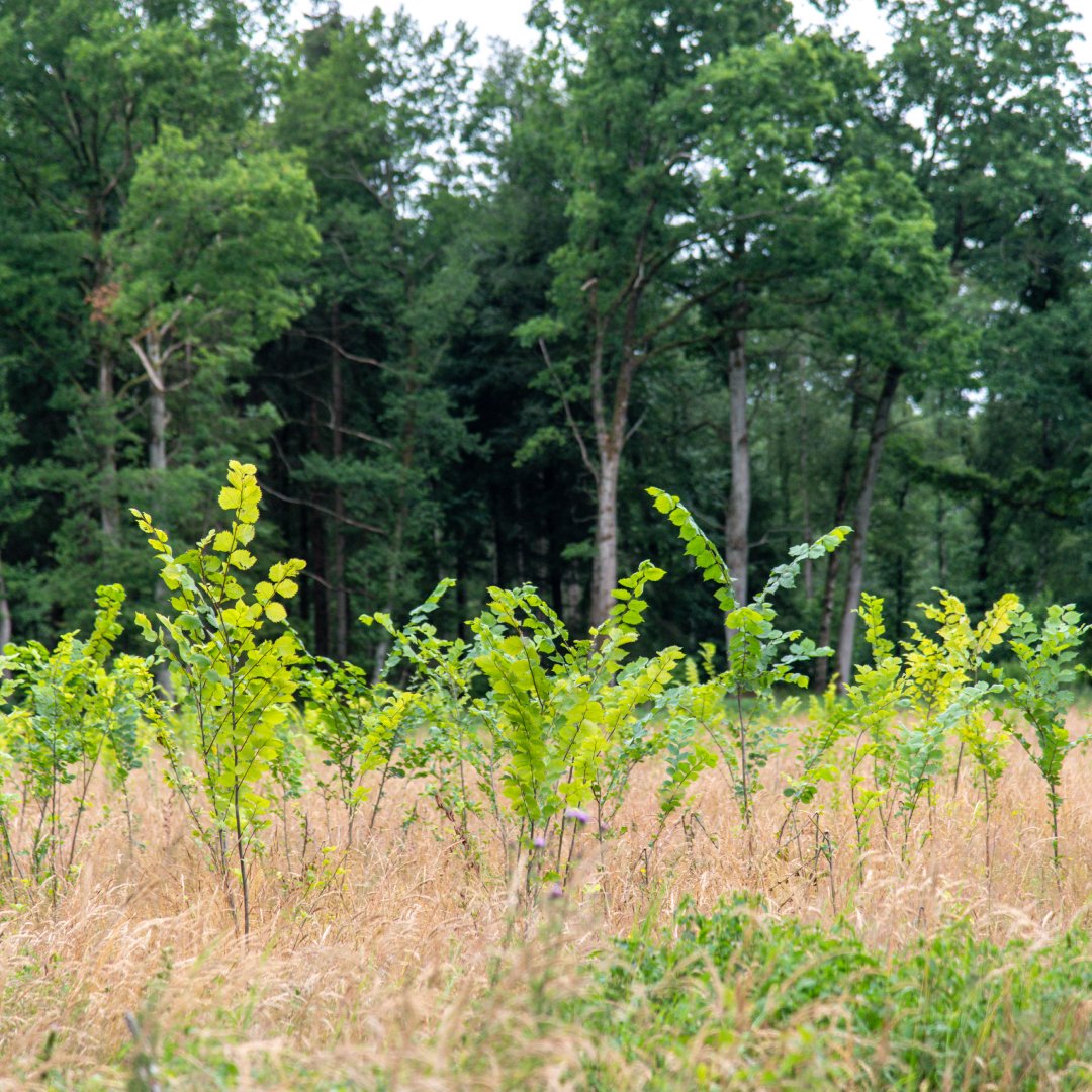 Wie sieht ein klimastabiler Wald der Zukunft aus?⁠ Die Lösung sind Mischwälder. Ein neu angelegter Wald sollte aus mindestens fünf Baumarten bestehen. ⁠
⁠
Mehr dazu hier: instagram.com/p/CZgn6kmMvTm/