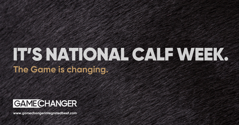 It's #NationalCalfWeek and the game is changing..

We’re working together to create an industry-leading  supply chain for Taste the Difference beef. To change systems and practices for the better from the farm gate to the supermarket shelf.

Find out more: gamechangerintegratedbeef.com