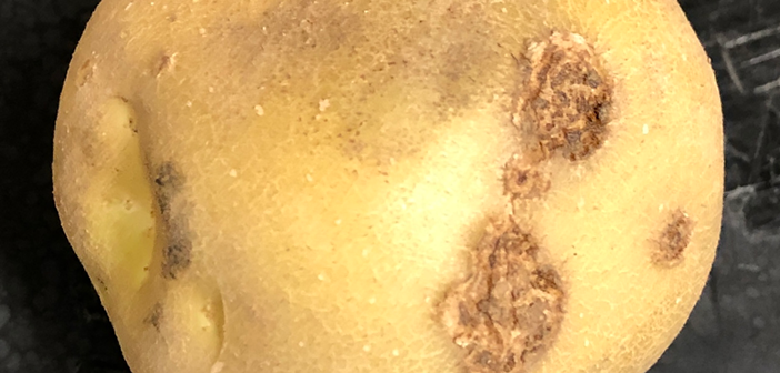 ACTvegfarmer's tweet photo. John Innes shines light on potato scab control
Read more via #HortNews >> https://t.co/WvbjpQpiYA
@JohnInnesCentre #potatoscab https://t.co/I7c5FhvlTl