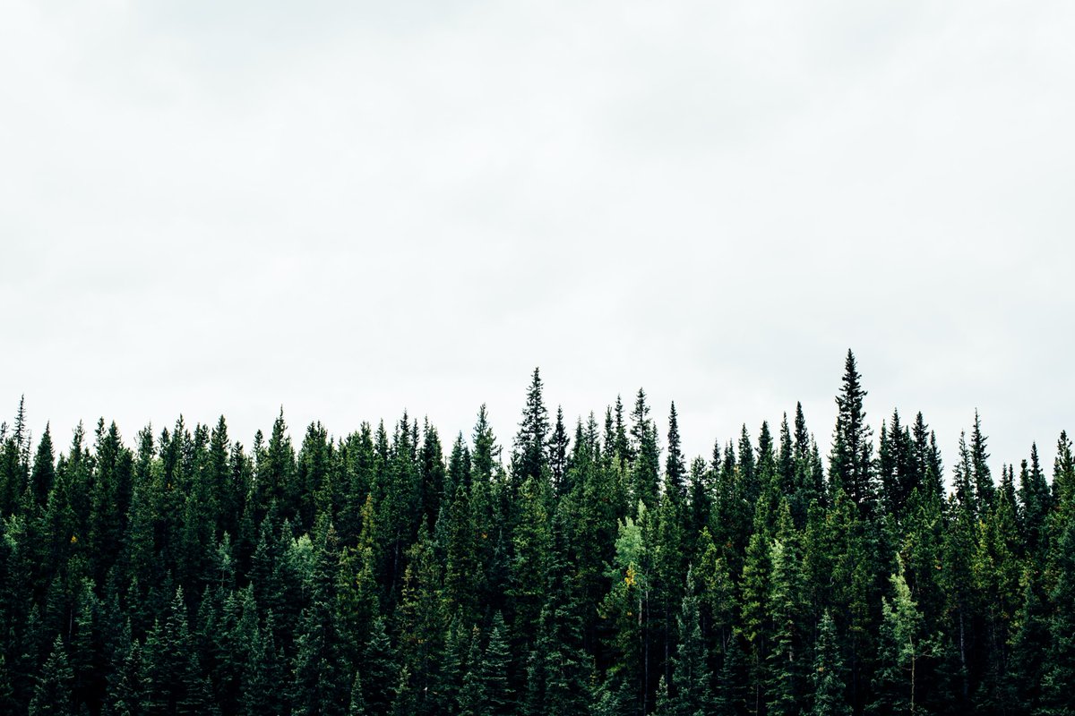 USagricultureUK's tweet photo. In our #StateoftheWeek #Washington the agriculture industry provides about 545,000 jobs in production, processing, wholesale, and sales. The forestry industry accounts for more than 165,000 jobs. π @ahec_europe @ASoftwoods @WSDAgov @wsucahnrs @NRCS_WA @WaGrown https://t.co/RTGEaPU7Gm