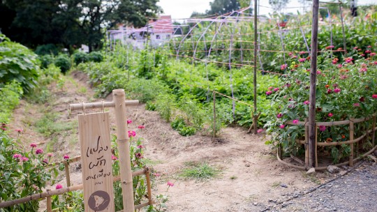 A community farm in Chiang Mai, Thailand, that sprung up on a former garbage dump.