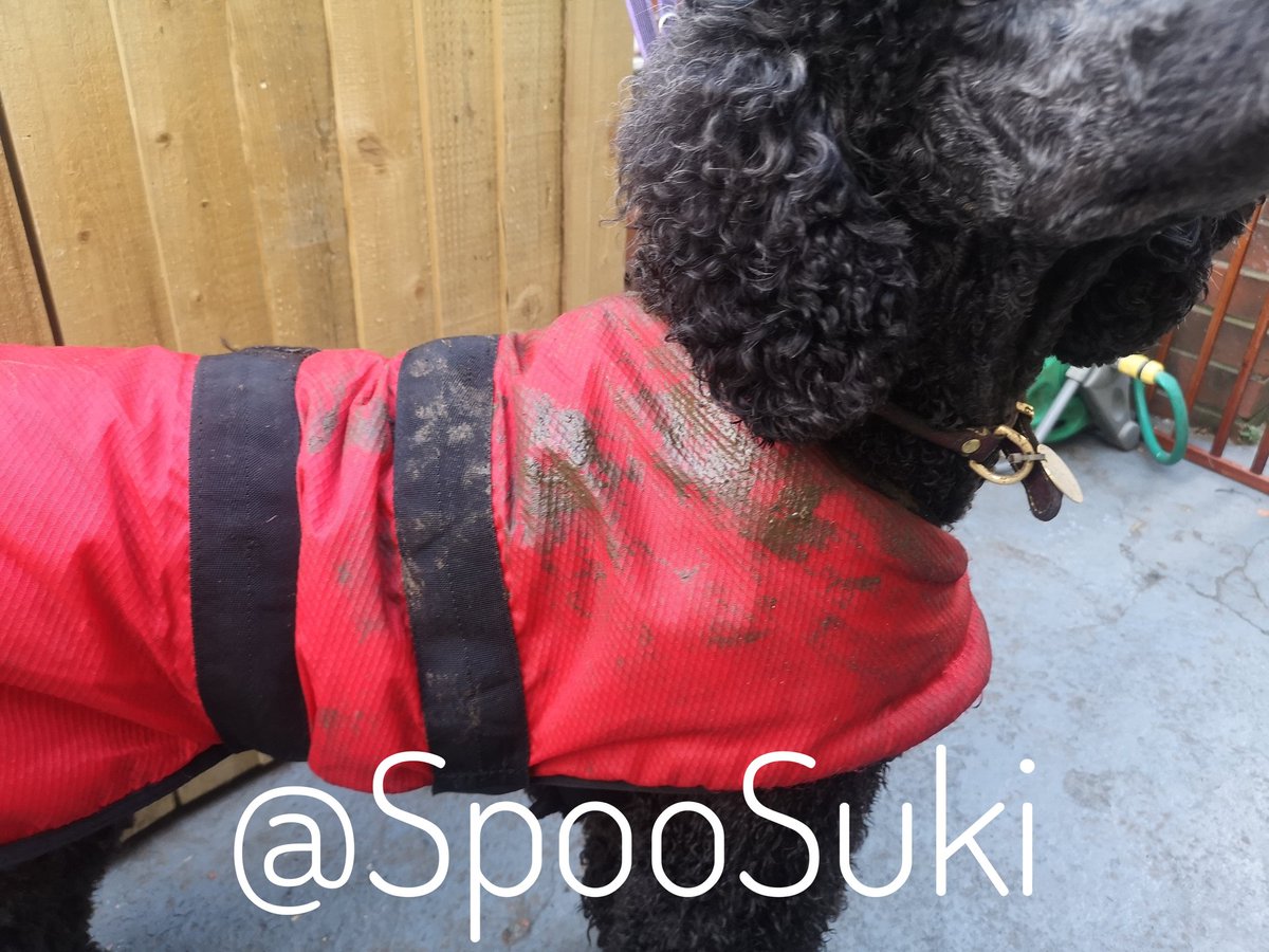 I'm in disgrace 😰 I couldn't resist in rolling in something wonderfully smelly 💩 My collar/lead have been cleaned &amp; harness/coat are in the washing machine. I'm in the utility room all day until I can be washed tonight 😥
#StandardPoodle #Poodle #DogsOfTwitter