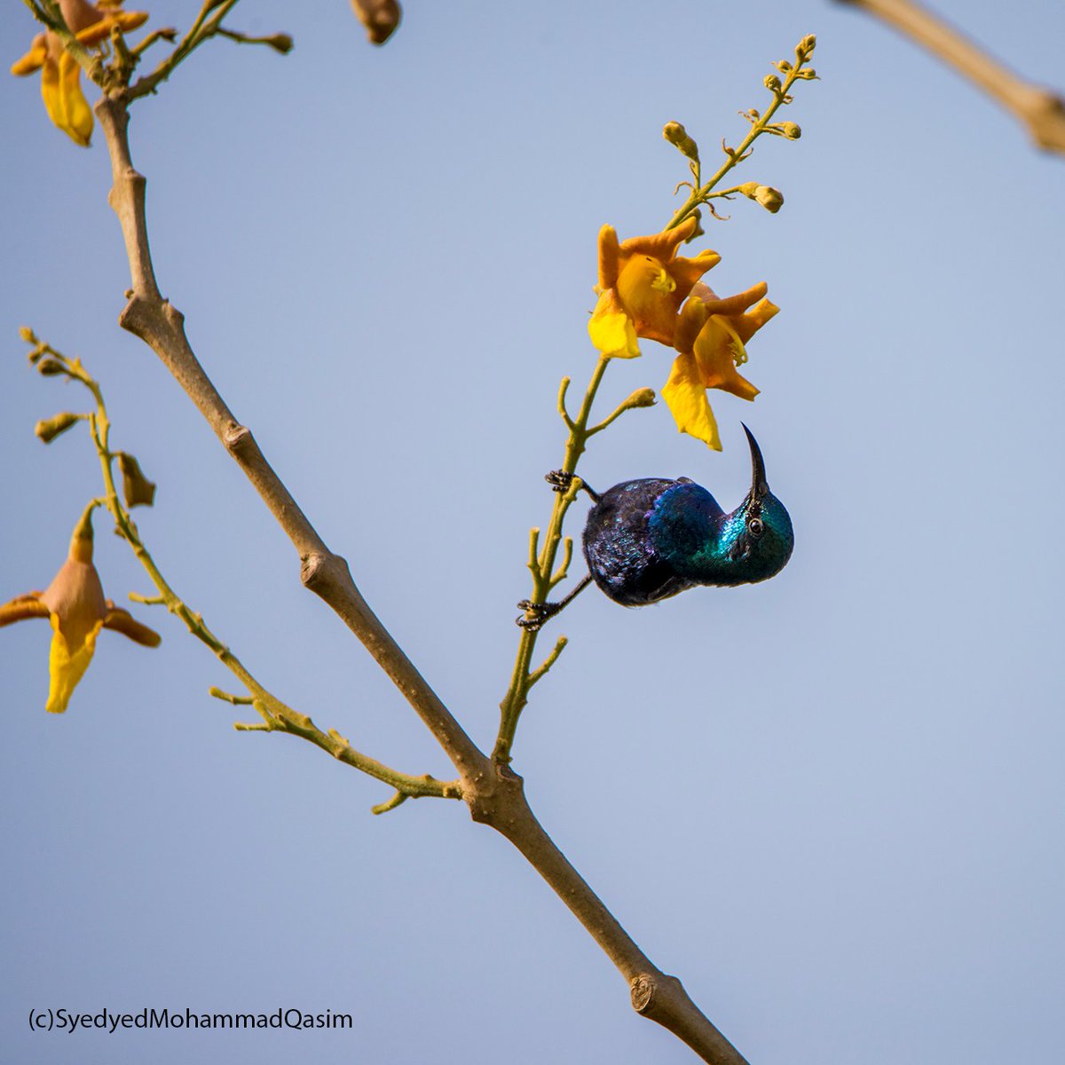 A  #PurpleSunBird enjoying nectar of flowers of  #Gamhar , #GmelinaArborea .Gamhar flowers are rare to see in #Delhi only few trees exist.This sunbird is one of the rare #Delhite who has seen the flowers of Gahmar
Have you seen Gamhar flowering in #Delhi?
#StoriesOfTreesOfDelhi