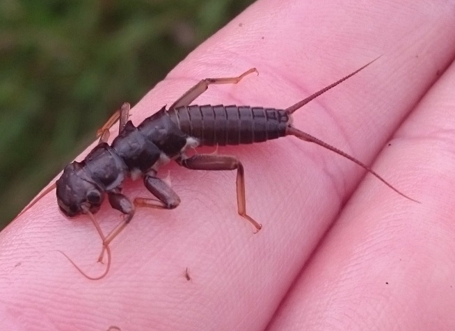 AlexSeeney's tweet photo. Interested in #invasivespecies and rivers? Tune in to the @IfmScotland AGM (10th Feb, 6:30pm), where I'll discuss some of my thesis findings on links between invasive riparian plants, invertebrates and fish. Register here: https://t.co/NFaqNM2h1O https://t.co/ZI5SjxVnHv