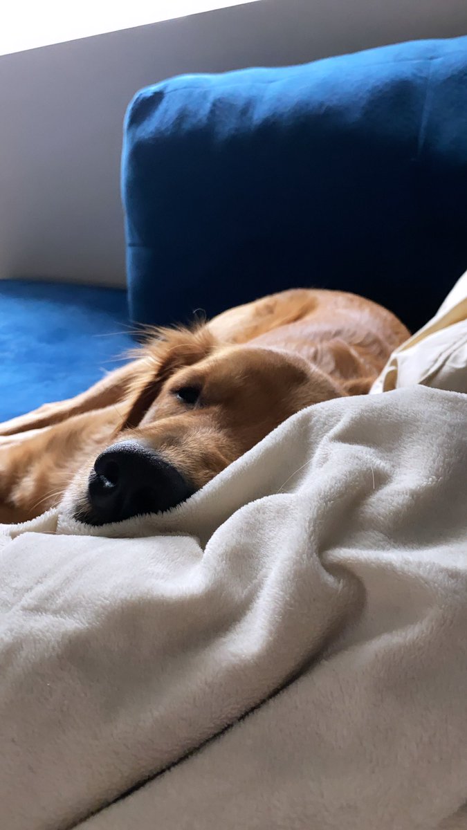 Happy National Golden Retriever Day to my favorite pup, Dizzy! (named after Dizzy Gillespie) 🥰🎶 🎺
