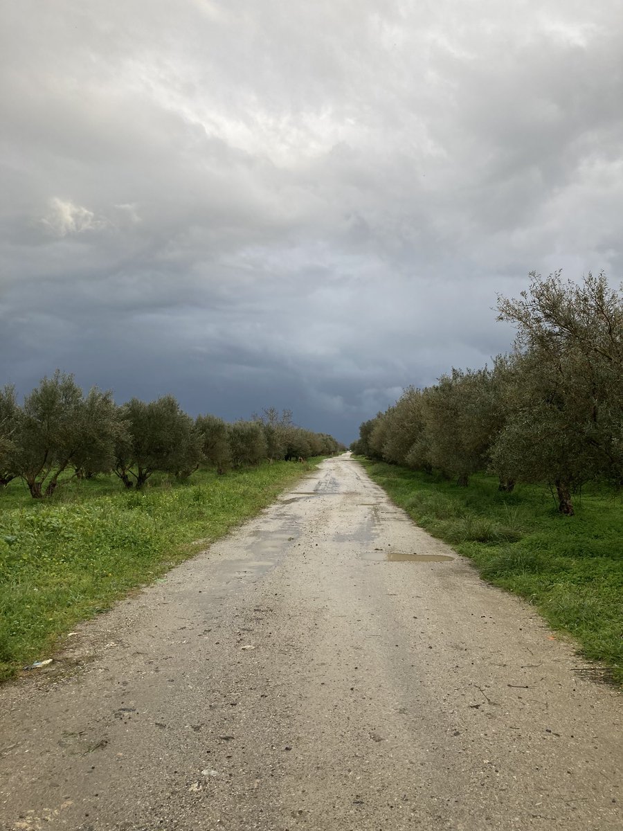 Another rain day. A harvest without end. Wet winter in Crete…..

#oliveharvest #evoo #crete
