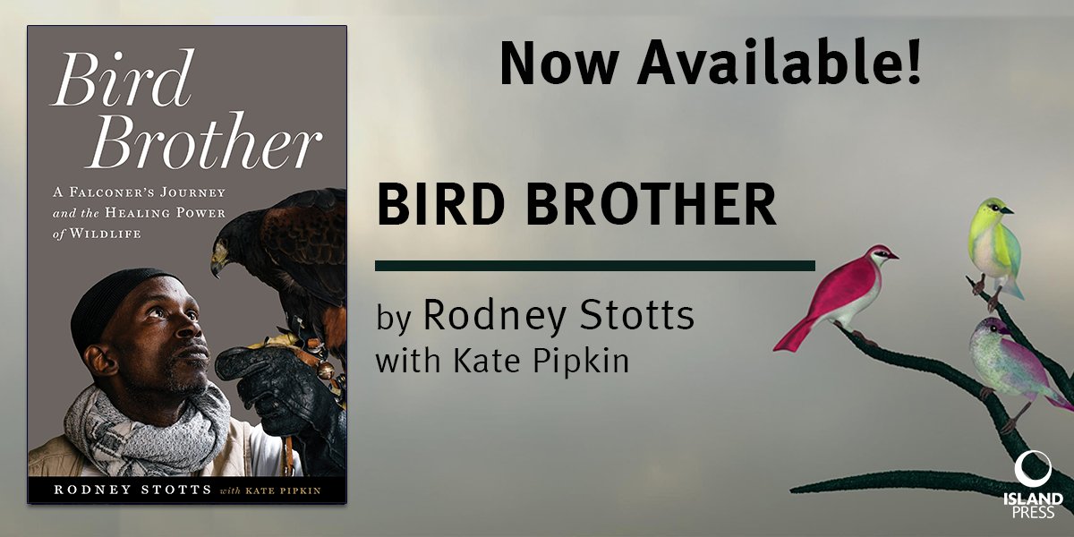 Rodney Stotts' incredible journey to become a master falconer shows the power and possibilities of nature and the human spirit. Learn more about #BirdBrother here: islandpress.org/books/bird-bro… #RodneysRaptors #BlackBirders #BirdingWhileBlack #BlackInNature #BlackBirder #Birds #Nature