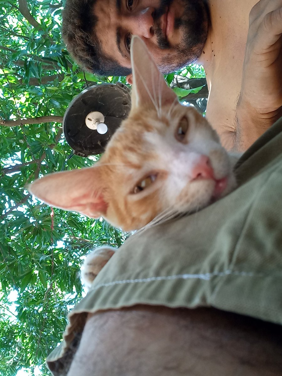 bayardo_ramon's tweet image. Aparte de mis perritos con amor puro y sincero les presento a #Pichirilo #MiGato me busca siempre a qué le rasque su pandita