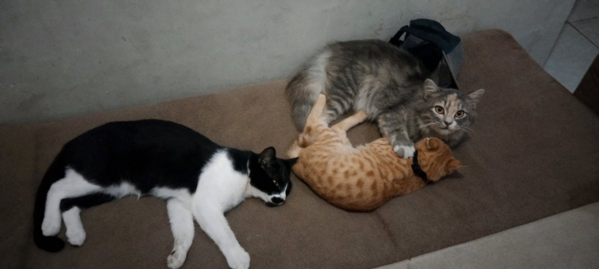 GojelF's tweet photo. Enakno gan juragan .. https://t.co/Pe0YufdtRo