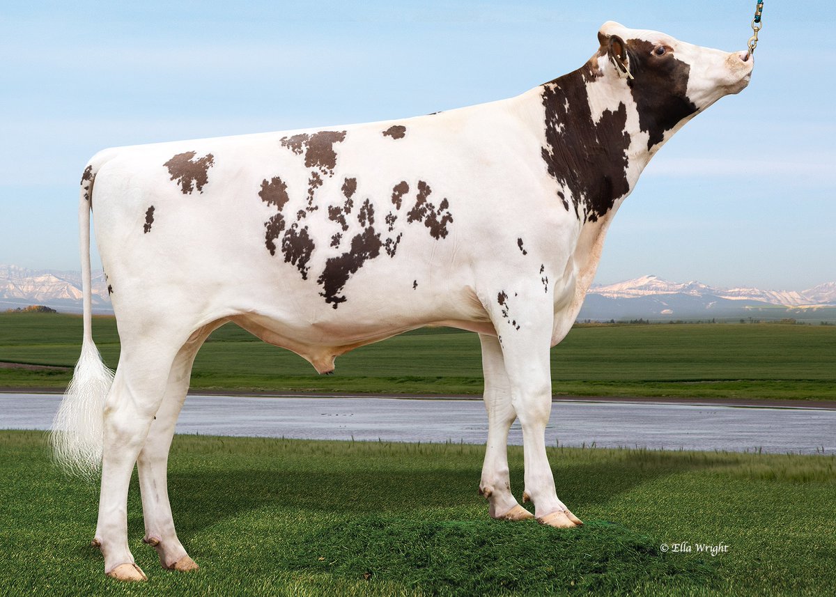 AltaGeneticsUK's tweet photo. ๐ฅ NEW Sire ๐ฅ
Alta BEAMING RED
Improves Production
Excellent Mammary
Longer Teat length
Contact us to discuss the best sires for your system.
#trueblue #futureherd #teamdairy https://t.co/qVEIfgfwE0