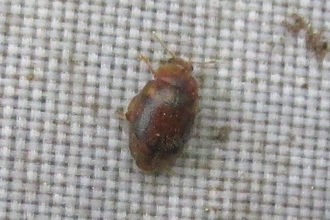 jewels_andrew's tweet photo. Four Epaulet Ladybirds (Rhyzobius chrysomeloides) in a Yew tree in Upshire, Essex today. #MicroLadybird #inconspicuousladybirds https://t.co/Jo7cU2NKPv