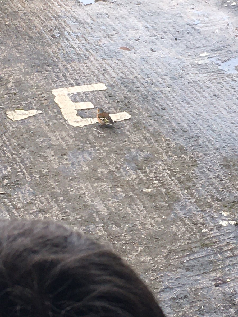 We’re away with the birds here this week: feeding, sketching and observing our feathered friends! <a href="/BioInSchools/">Biodiversity in Schools</a> <a href="/GreenSchoolsIre/">Green-Schools</a> <a href="/AgriAware/">Agri Aware</a>