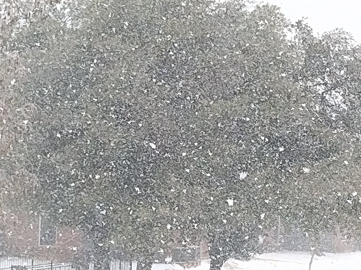 Bigtomk22YT's tweet photo. #TexasBlizzard https://t.co/hM36Bj3eTe