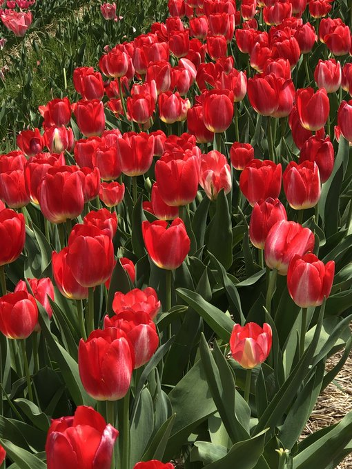 Jacqueline Miranda (@jacha1234) on Twitter photo 