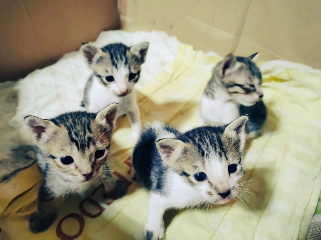 They are so lovely kittens❤️
#KittensOfTwitter 
#doalnara