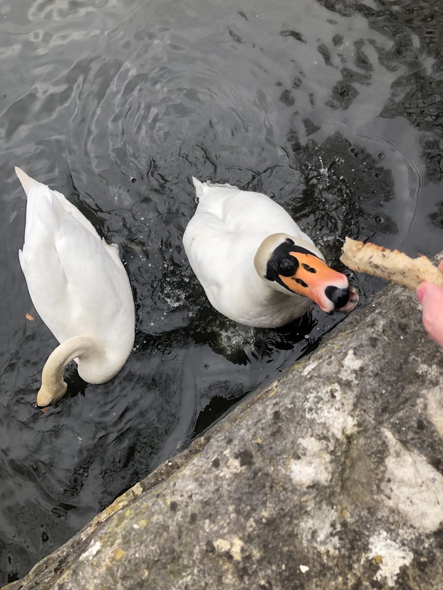 walksmimi's tweet photo. Swan number one thinks it’s a dog, wants to be fed by hand!! #greedyswan #handfed https://t.co/C0zms7vSB9