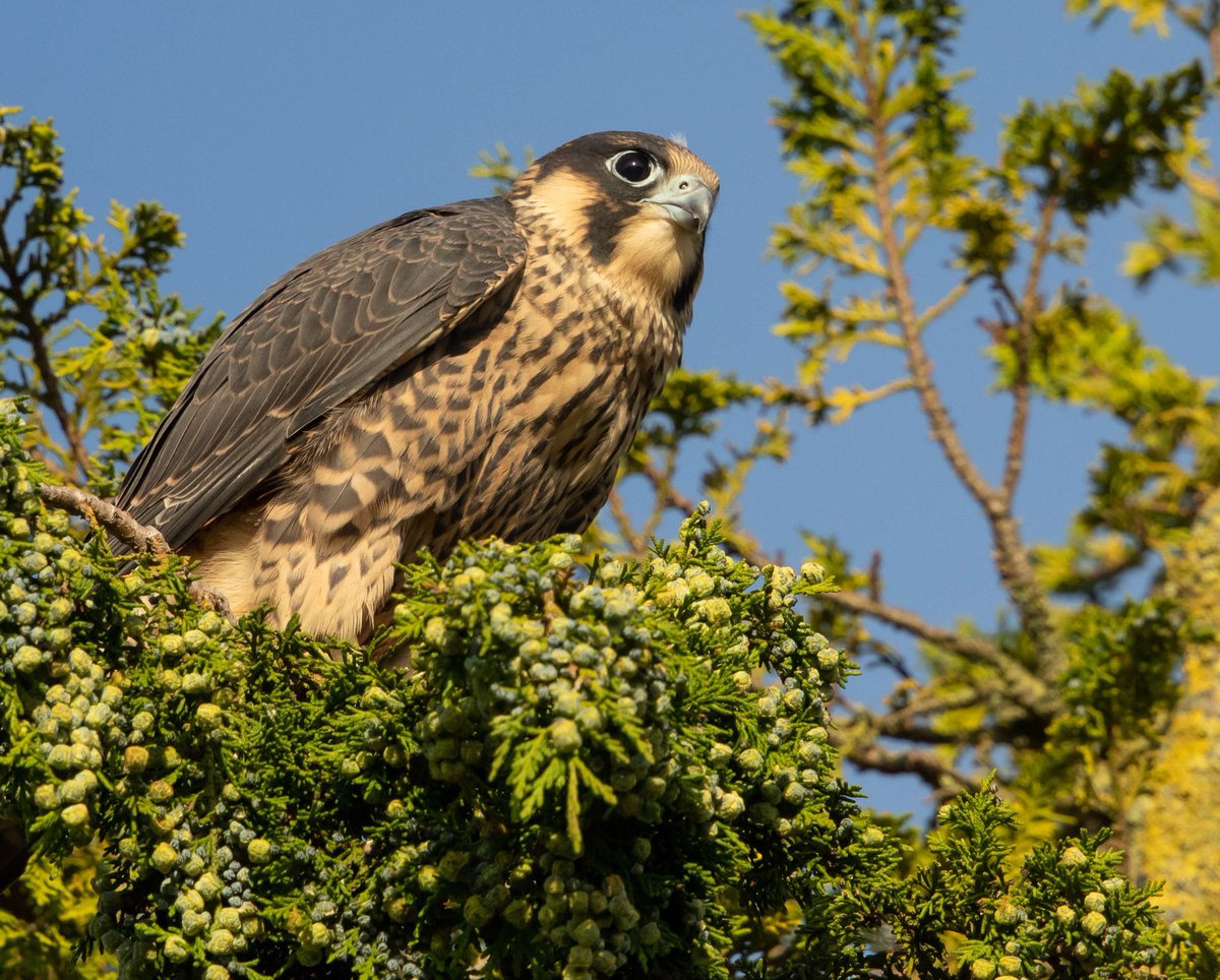 Andoverfalcons's tweet photo. TSD, one of our 3 male youngsters from 2020 is now living on a church in Oxfordshire! Included is a photo of him now, on his new church, and one (I’m pretty sure that’s him at-least) from a little over a year ago in Andover. https://t.co/GUFv0Xw74K
