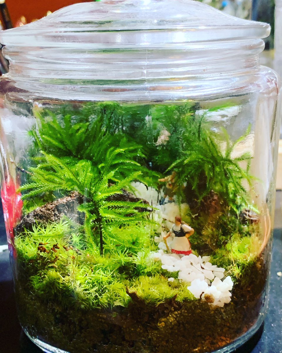 kokekokedaisen's tweet image. #コケテラリウム #priser #プライザー
#コケアート
今日配信で、コケテラリウムを8ヶ月ぶりに、作成してみました。何ヶ月生きてくれるかなぁ