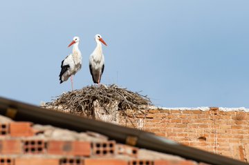 Foto cedida por Ayuntamiento de Alcalá
