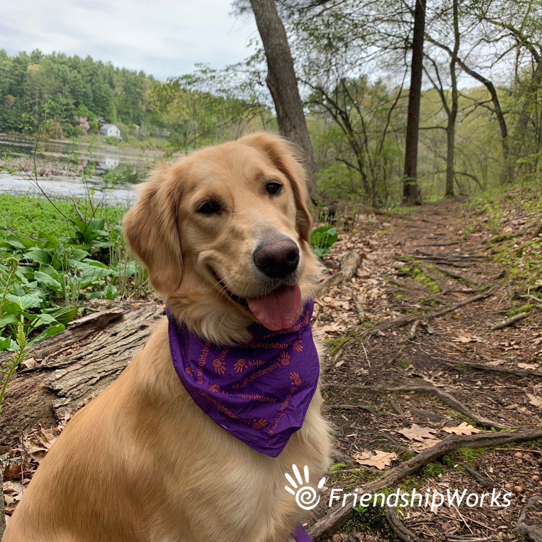 Our PetPals are excited to announce that today, is National Golden Retriever Day! Dogs make wonderful companions &amp; in our PetPals program, they provide unconditional love 2 isolated older adults! Become a PetPals volunteer. Visit fw4elders.org/what-we-do/pet…