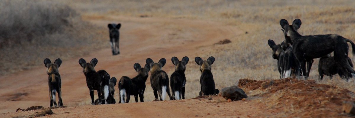 MpalaWildDogs's tweet photo. News from the field…
#TeamWilddogs is excited to report that one of our packs (phoenix pack) is denning… We can’t wait for the new litter of pups to be born! 
@mpala_rc 
@IUCNsos 
@EU_Partnerships https://t.co/KqBOhD80tR