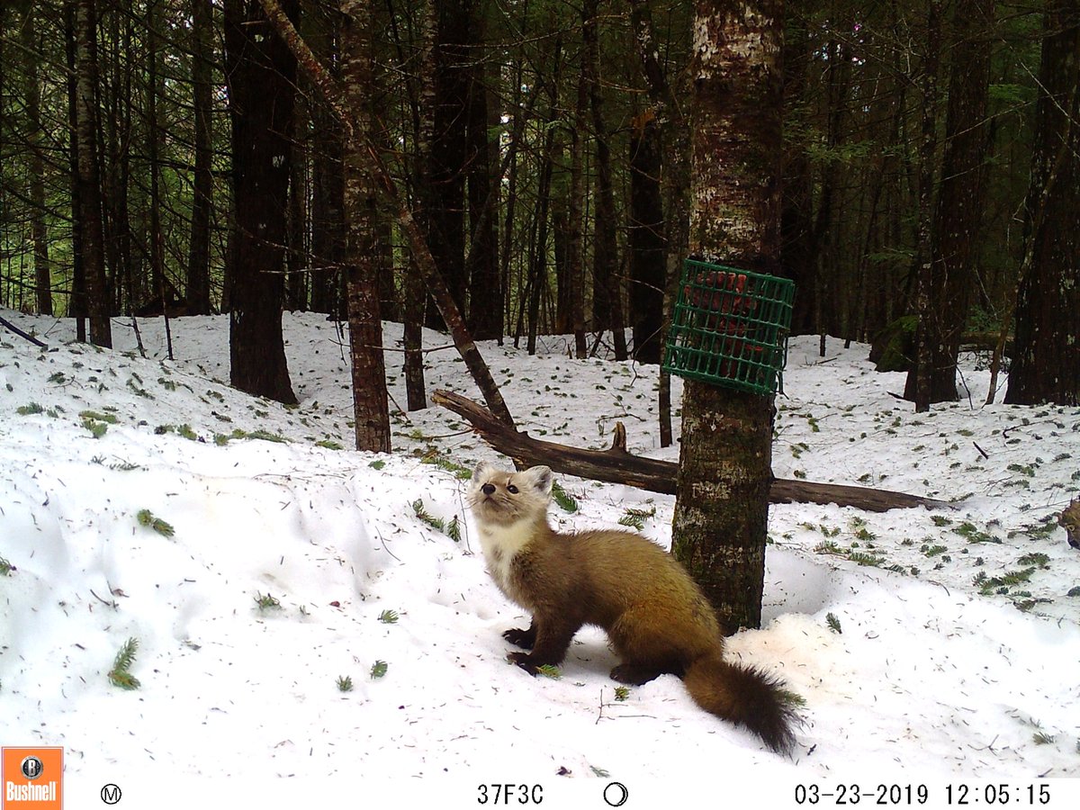 AlessioMortell2's tweet photo. Monitoring for #Americanmarten through #cameratrap detects trends for 11 other species! We propose the ‘umbrella monitoring species' concept by developing #cameratrapping monitoring protocols for the Northeast @BrynEvansTweets @AlliBrehm @MartesGroup 
https://t.co/v7DL3K8gdo https://t.co/BDQlSWSQzA