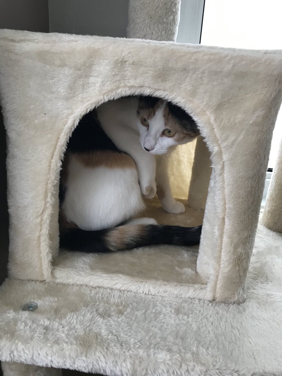 MiaBlaisCote's tweet photo. Lana on our new cat tree. #calicocat #femalecat #cutecat #lanacat https://t.co/61i7Secznr