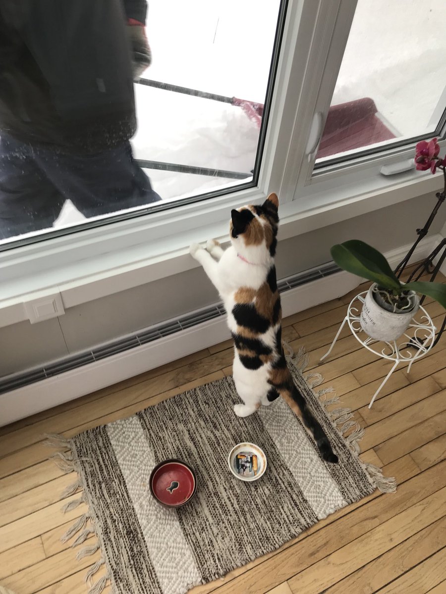 MiaBlaisCote's tweet photo. Lana on our new cat tree. #calicocat #femalecat #cutecat #lanacat https://t.co/61i7Secznr