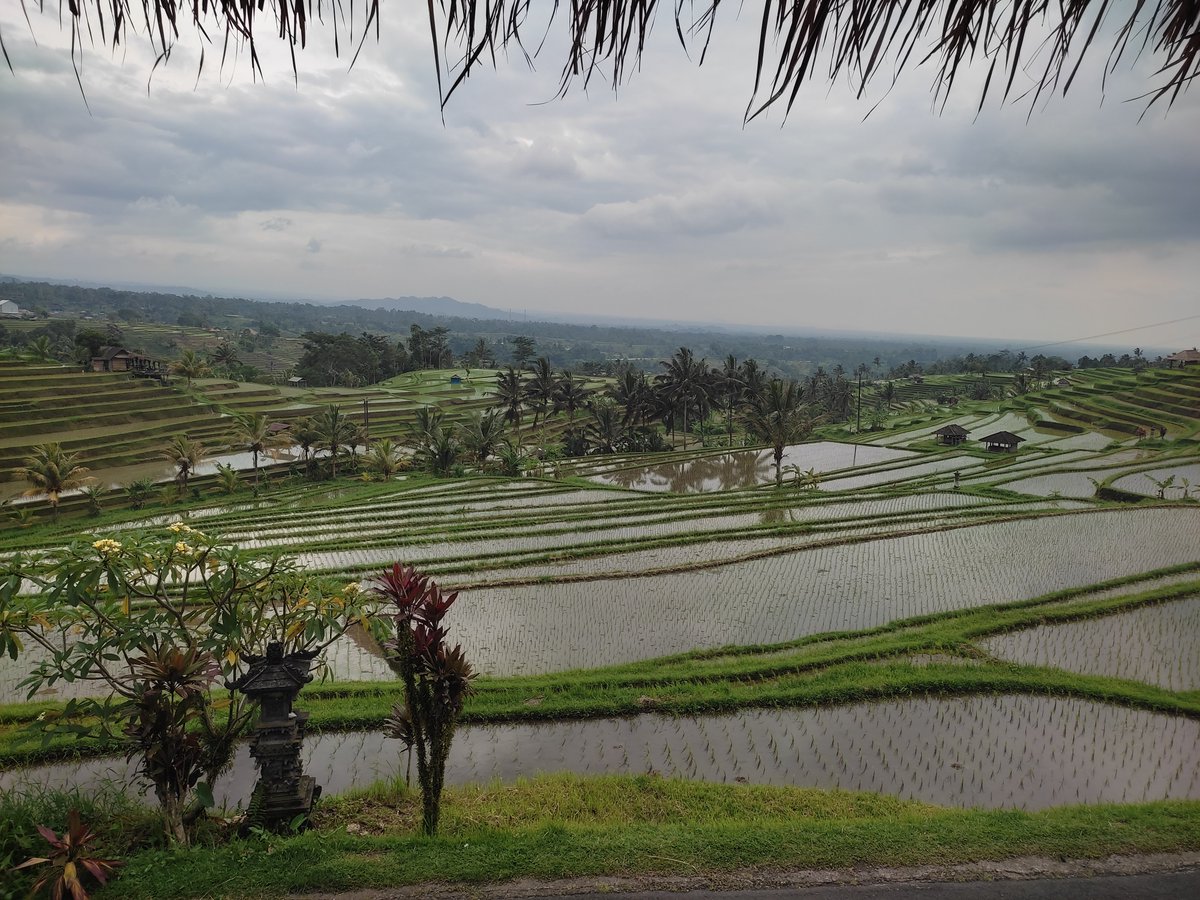 Tanggung jawab, aku kangen jatiluwih.