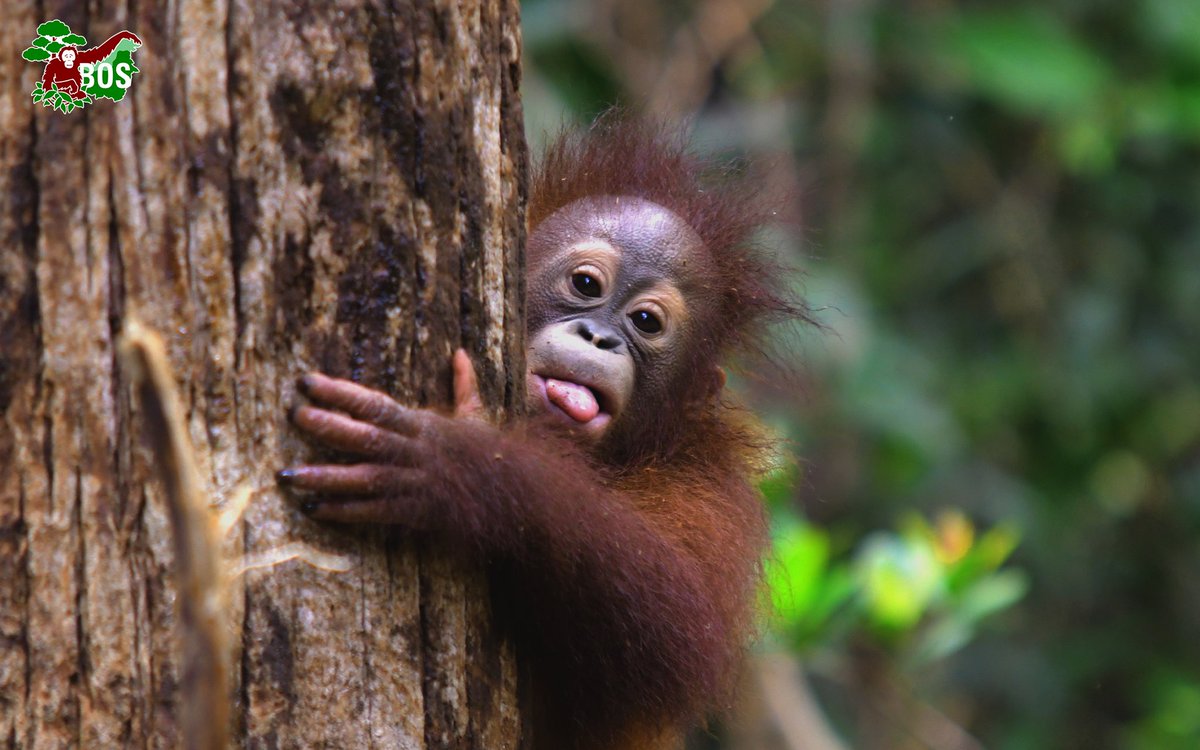 𝑨𝑵𝑫 𝑺𝑨𝒀 𝑯𝑰 𝑱𝑬𝑵𝑰!

Kami telah mengadopsi seekor orangutan bernama Jeni, Welcome Jeni! ❤️

Kami akan memberikan update mengenai Jeni kedepannya 🙌
#OrangutanFreedom @bornean_OU 
#Blos20mingFiony