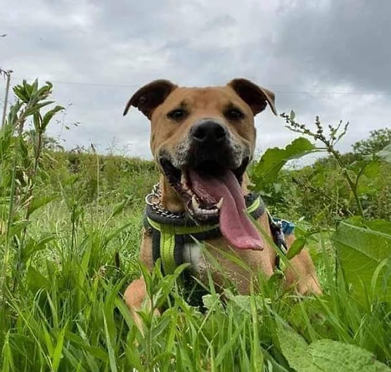 AdoptionsUk's tweet image. Please retweet to help Milo find a home #CARMARTHENSHIRE #WALES 🏴󠁧󠁢󠁷󠁬󠁳󠁿

DETAILS or APPLY👇
Milo can live with children aged 12+ and would be best as the only pet. Please contact the shelter for more details or to APPLY👇
westwalespoundies.org.uk #dogs #UK
#dogs #DogsofTwittter