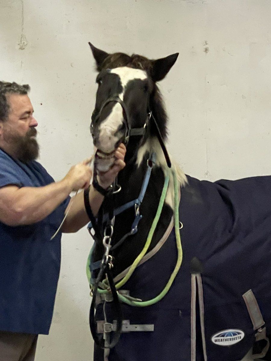 LongCreek Equestrian (LongCreekEques) Twitter