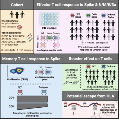 Several papers out this week including in <a href="/CellCellPress/">Cell</a> 
&amp; <a href="/Nature/">nature</a> show that T cell recognition of #omicron #SARSCoV2 spike is maintained in most individuals after infection or vaccination cell.com/cell/fulltext/…
nature.com/articles/s4158…
nature.com/articles/s4158…