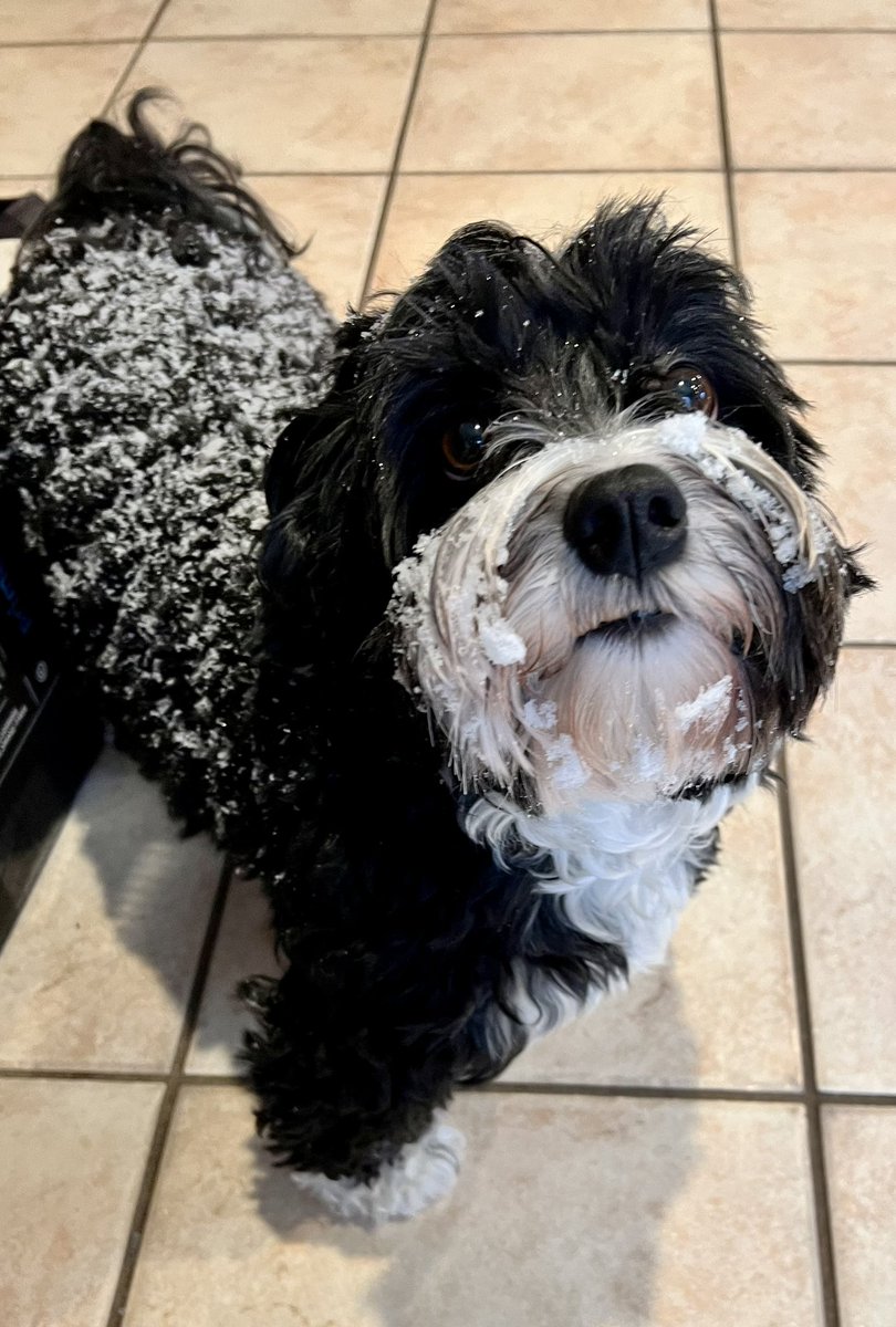 BethMulcahea's tweet photo. Can confirm it is snowing #havanese #pupsicle https://t.co/A32AZvREx7