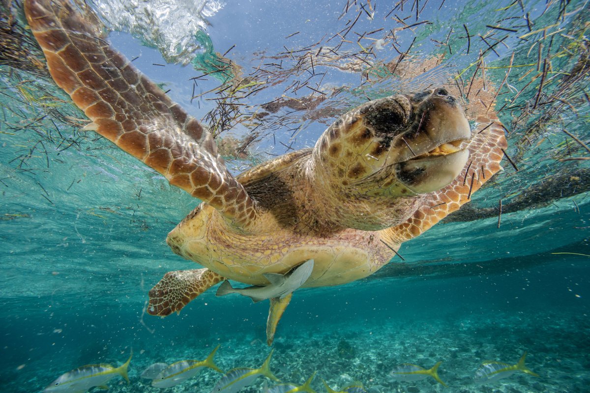 #Colombia has declared a new 24,000 ha #marine #ProtectedArea to conserve #whales, #seaturtles, #shorebirds, and more!

Photo: Brian J. Skerry #ocean #marine #blueplanet #nature #wildlife #biodiversity #conservationoptimism #conservation #LetNatureThrive 

newsroom.wcs.org/News-Releases/…