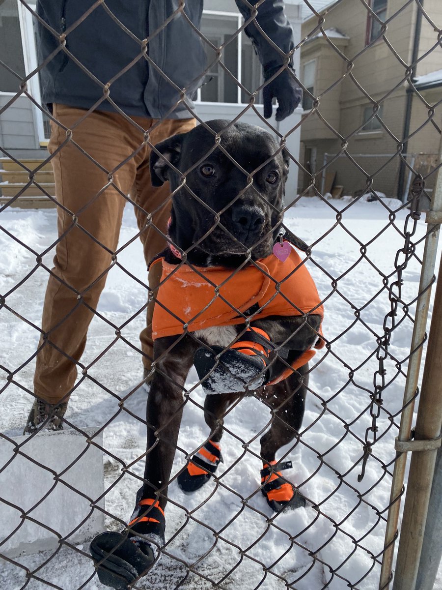prckcmo's tweet photo. One of the few good things to come out of this winter storm: Valley showing off her matching snow coat and booties. 
How do your pets react to the snow? ❄ https://t.co/7sLcLN4mig