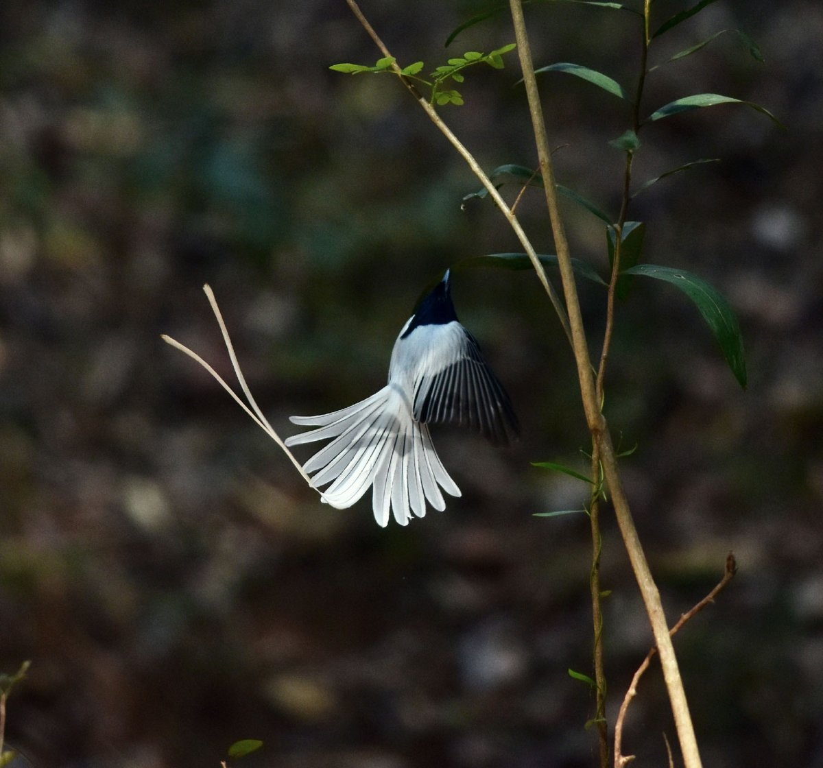 vishwaroopa19's tweet image. Indian Paradise fly catcher 
Outskirts of Bangalore 
Nikon Gears,2021
#BirdsSeenIn2021
#beauty
#wildindiaecotours #birds #birdphotography #birdwatching #wildlifephotography #twitternaturecommunity #IndiAves #Luv4Wilds @Avibase