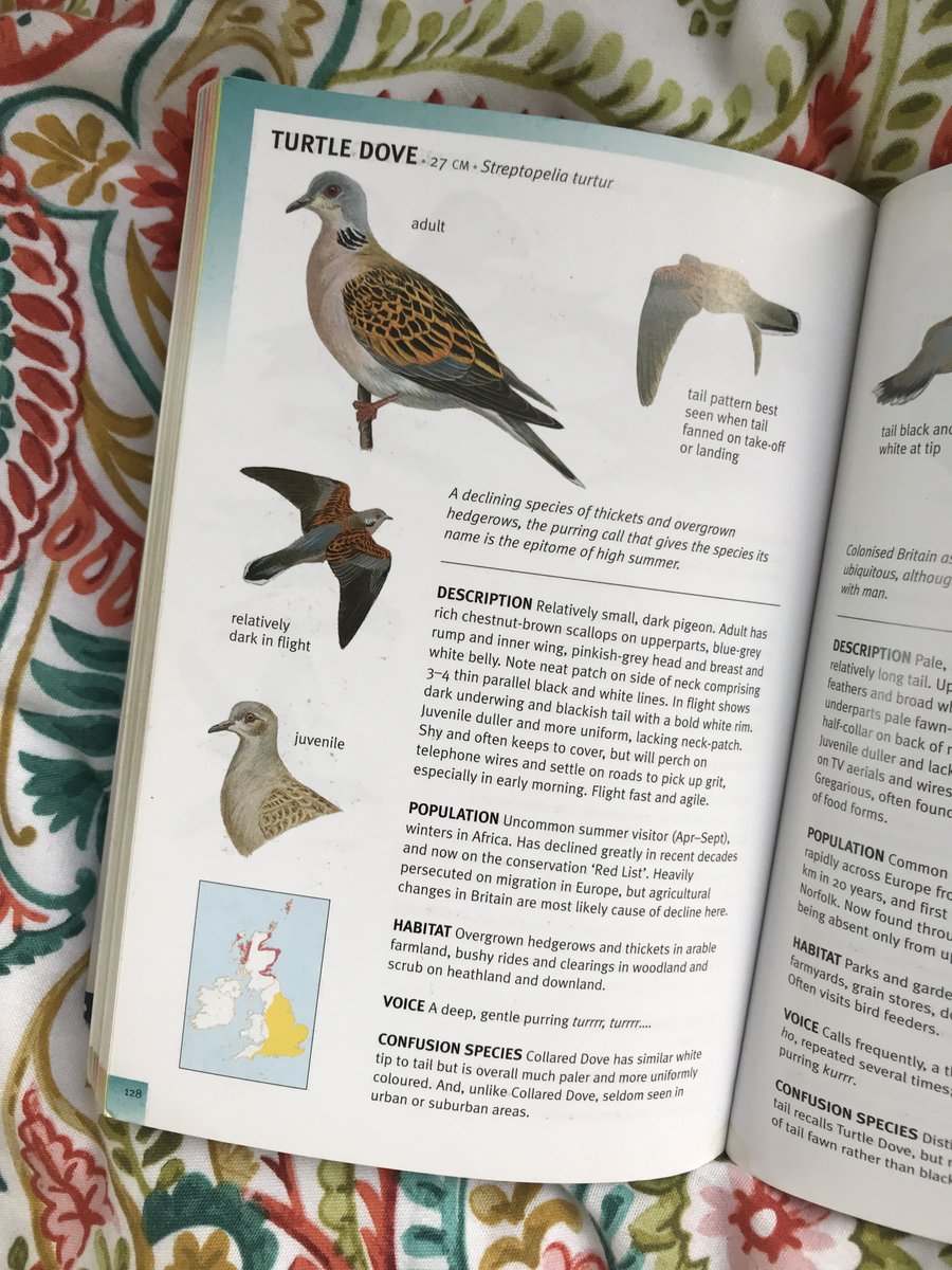birdingfox's tweet photo. 📣 BIRDERS OF TWITTER📣

Can you think of birds that were once important, common spring bringers for you, but have now sadly declined? 🐦📉

@HWesthenry and I are working on our #BTOYouth Birding 101 talk on migration and are planning a bit on ‘forgotten’ birds… 1/2 (please RT!) https://t.co/FqNUpSdEGM