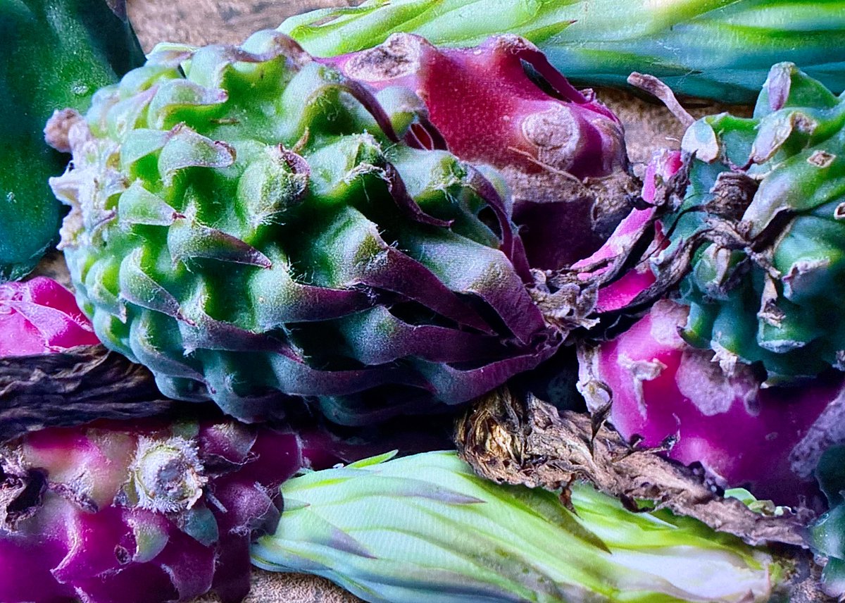 Belinda van de Graaf tweet media