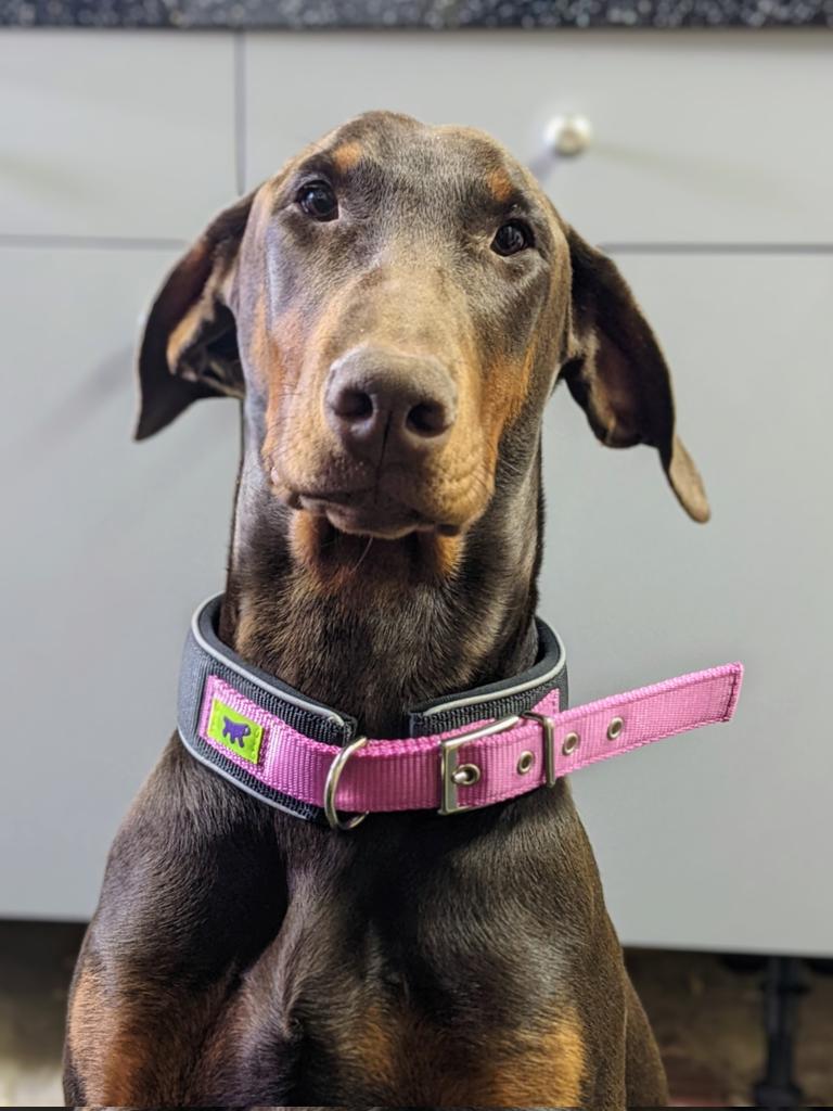 TheDobermanns's tweet photo. Ate my collar today so hoomans have gotten me this oh so masculine 'Pink' one. Talk about #DogShame https://t.co/7dZsJaJs6T