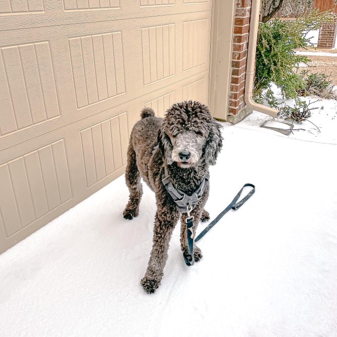 It might not be bikini pics but it was 🥶 took kylo on a walk so he could see snow for the first time<a href="/tag/badjokes"class="tags"><span>#badjokes</span></a>
