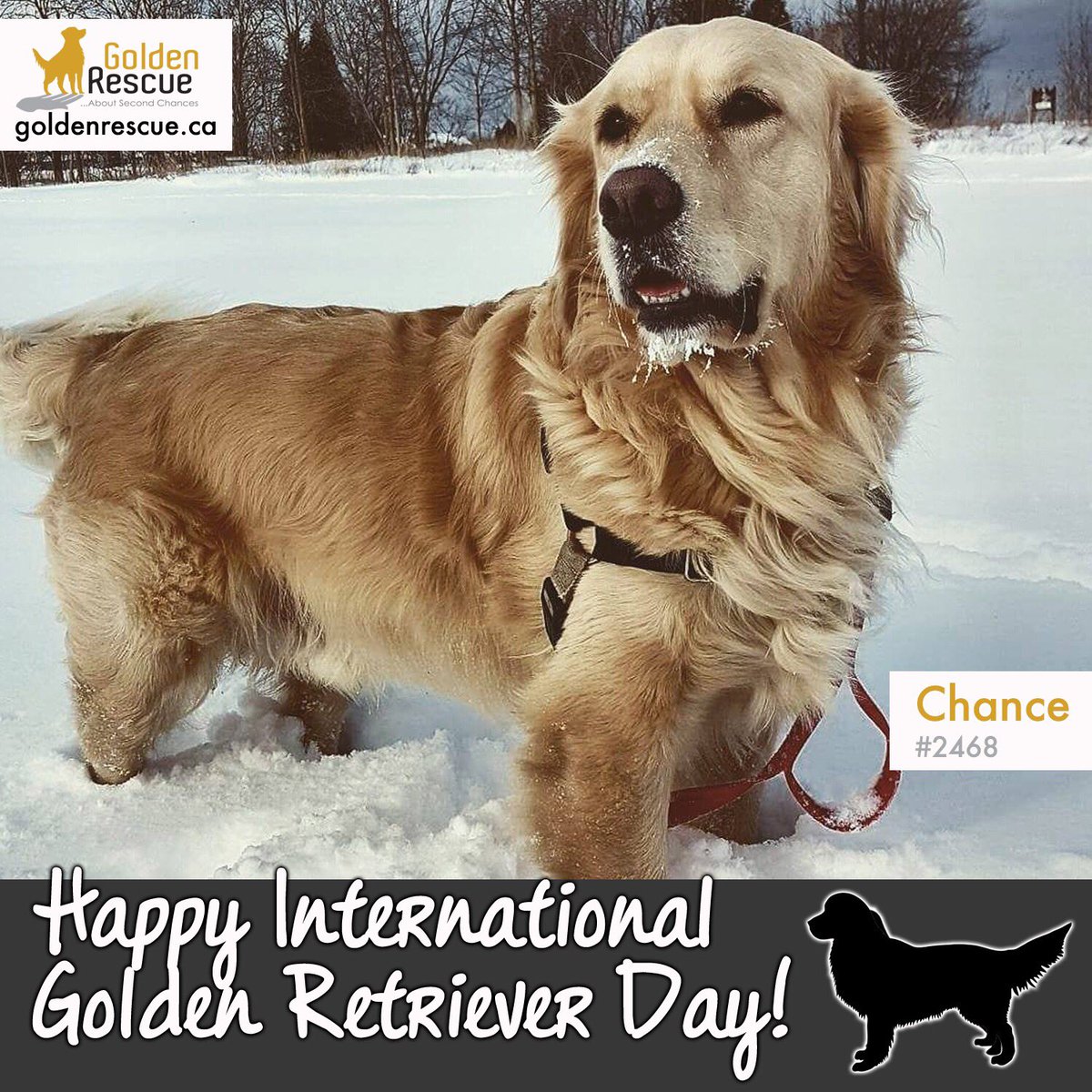 Port Elgin Global Pet Foods (portelgin_gpf) Twitter