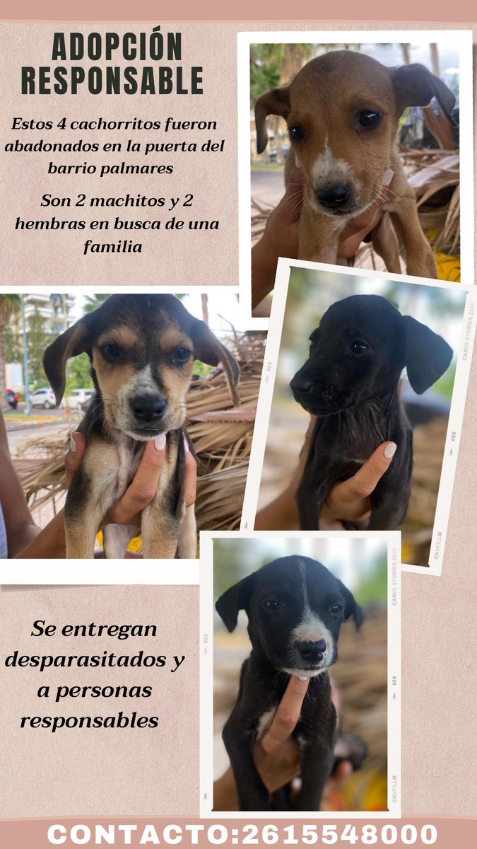 Ayer abandonaron estos 4 cachorritos 🥺
Me ayudan difundiendo porfa? 🙏🏻