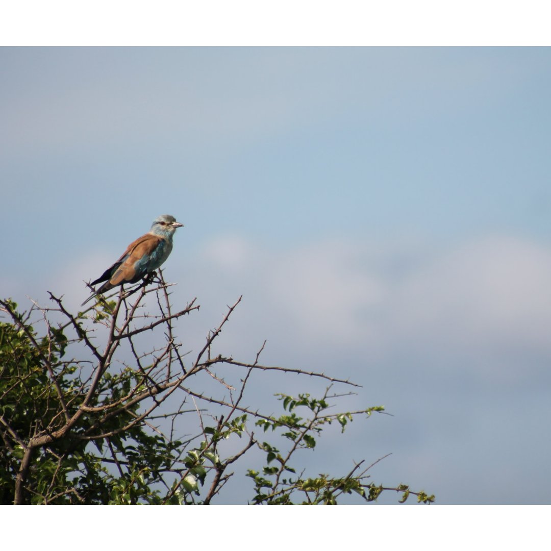 BirdLife_SA's tweet photo. Bronwyn Maree spent time in KZN finalising and collecting European Roller data along many transects, which will be used to gain a better understanding of the European Roller population
#BirdLifeSouthAfrica #BirdLife_SA #BirdLife #Conservation #RegionalConservation #EAFI https://t.co/vohstyit59