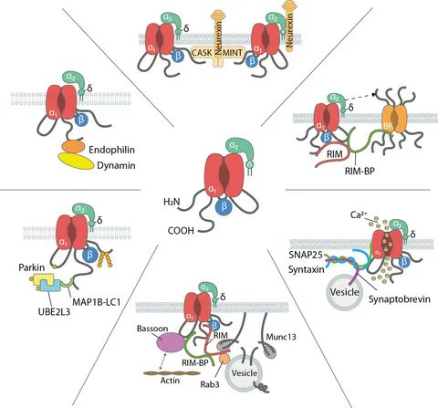 FEBSJournal's tweet photo. 📜State-of-the-Art Review
Voltage-gated calcium channel nanodomains: molecular composition and function
🔗https://t.co/tu1BEsN5gk
✏️By Maria Gandini and Gerald Zamponi @UCalgaryMed @UCalgary
#BKchannel #CaV2channels #neurexin #synaptotagmin #syntaxin https://t.co/VZyf1jR4pk