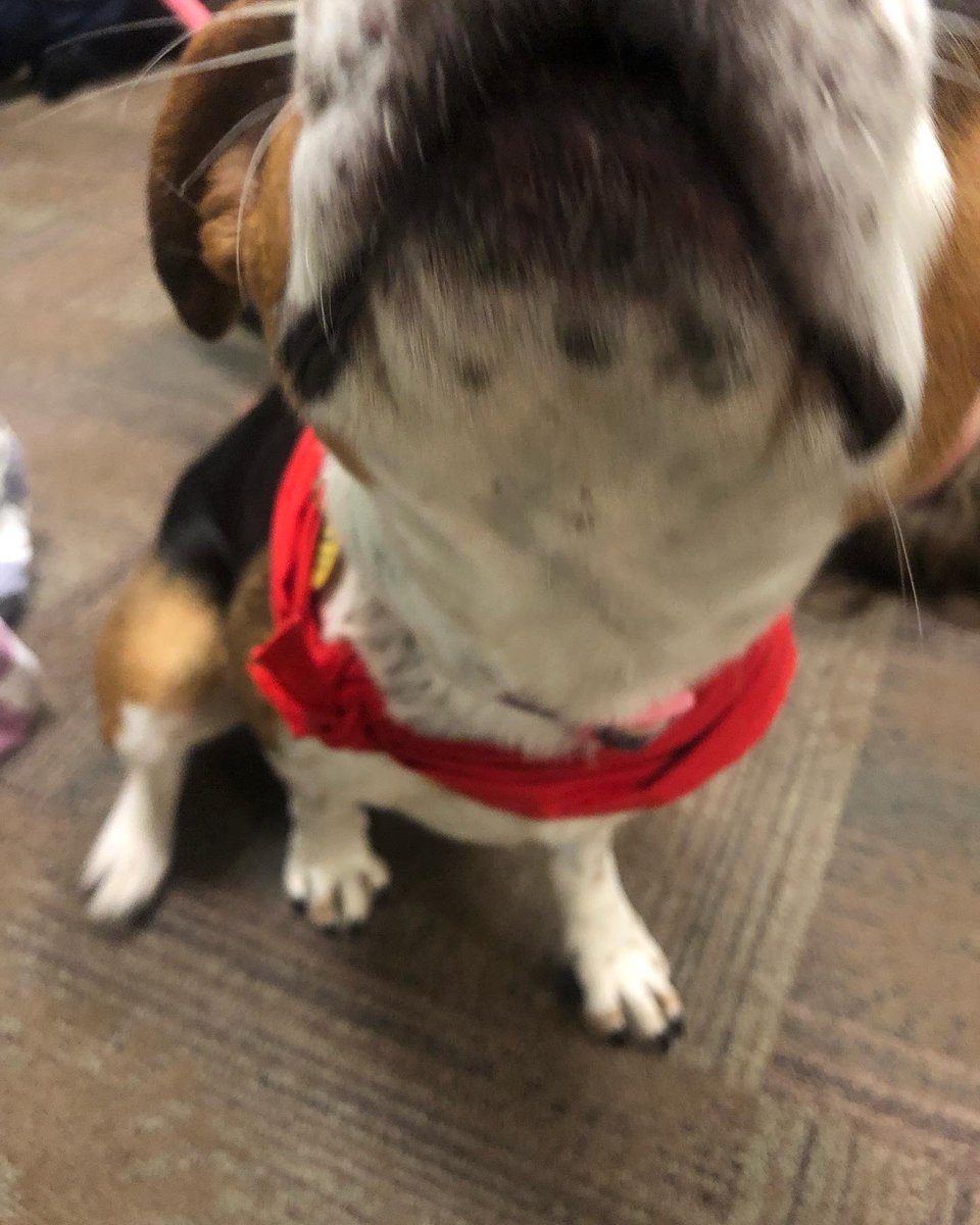 if you need some paw-sitivity today stop by the WaGE at 1pm to see Lizzie  🐾 #utchattanooga